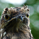 I am potoo, hear me croon.